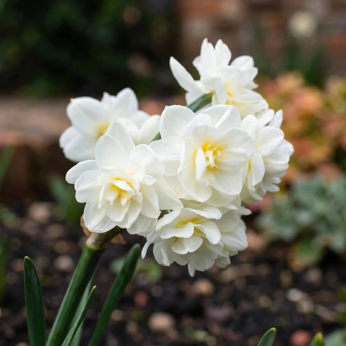 Narcissus 'Erlicheer' (daffodil 'Erlicheer) - Harding & Bloom
