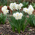 Narcissus 'Erlicheer' (daffodil 'Erlicheer) - Harding & Bloom