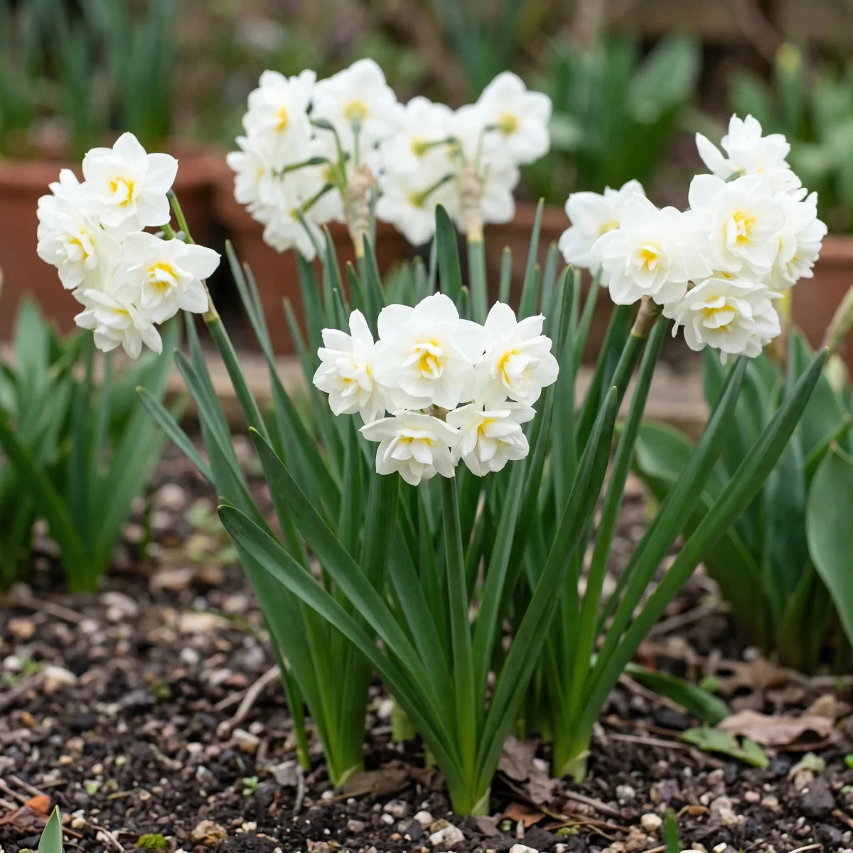 Narcissus 'Erlicheer' (daffodil 'Erlicheer) - Harding & Bloom