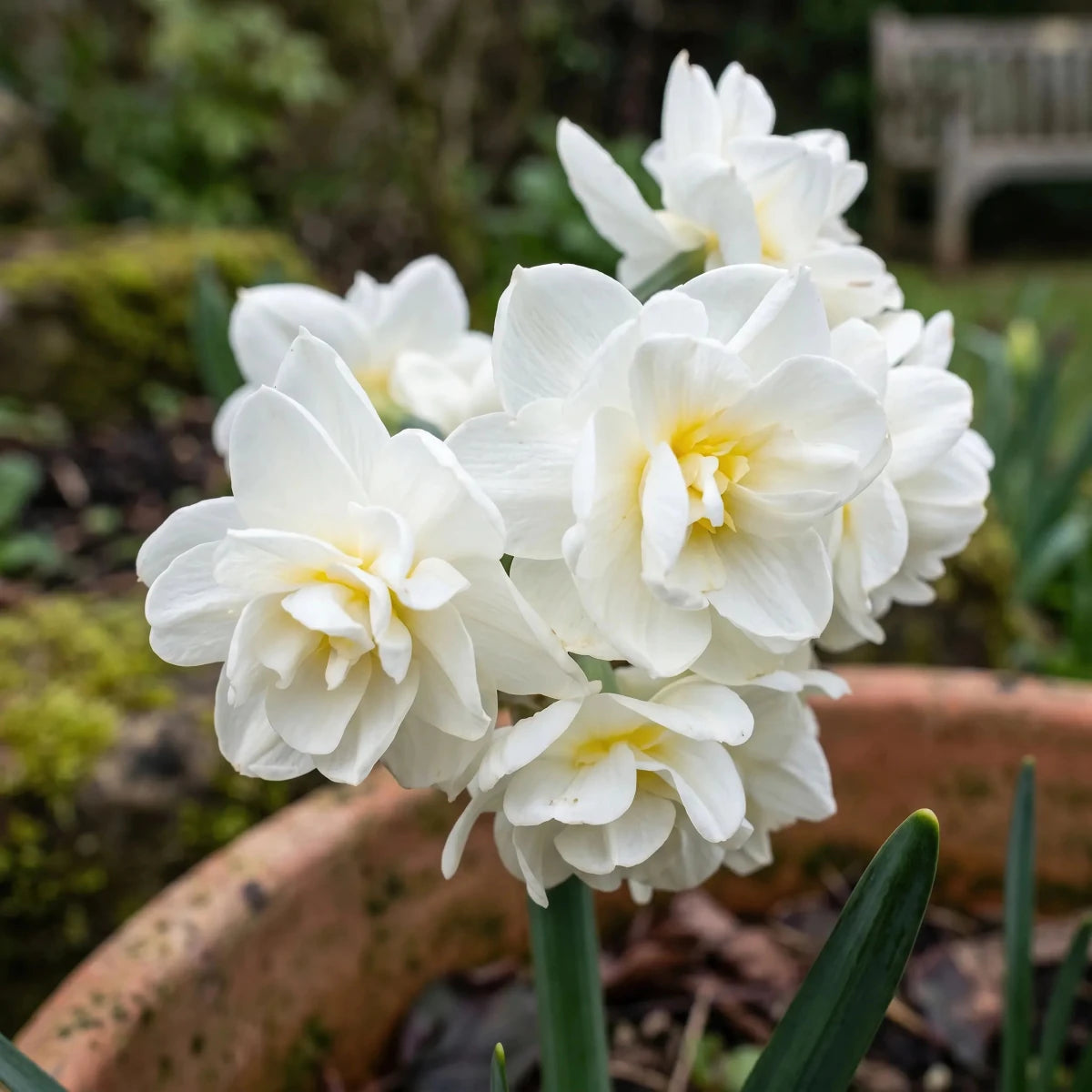 Narcissus 'Erlicheer' (daffodil 'Erlicheer) - Harding & Bloom
