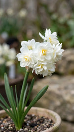 Narcissus 'Erlicheer' (daffodil 'Erlicheer) - Harding & Bloom