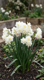 Narcissus 'Erlicheer' (daffodil 'Erlicheer) - Harding & Bloom