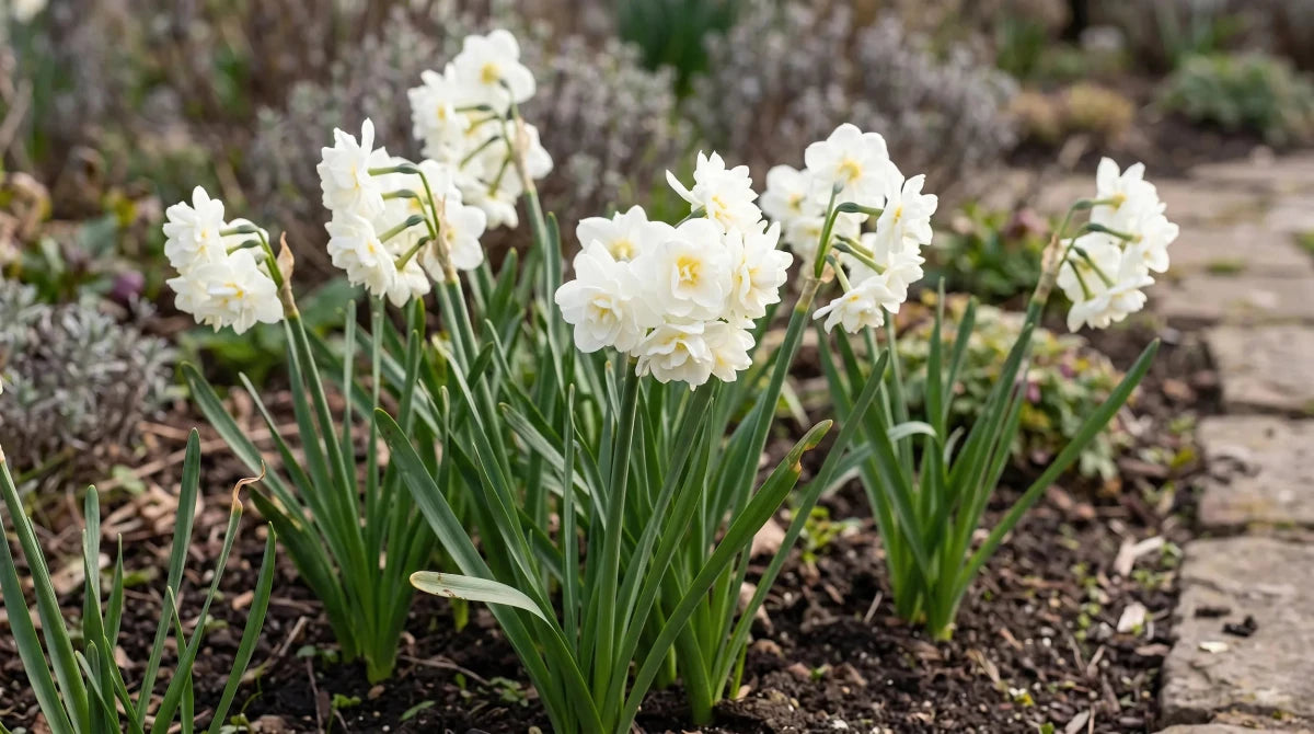 Narcissus 'Erlicheer' (daffodil 'Erlicheer) - Harding & Bloom