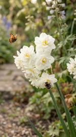 Narcissus 'Erlicheer' (daffodil 'Erlicheer) - Harding & Bloom