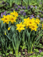 Narcissus 'Dutch Master' (Daffodil) - Harding & Bloom