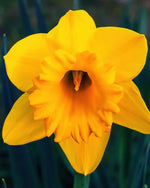 Narcissus 'Dutch Master' (Daffodil) - Harding & Bloom