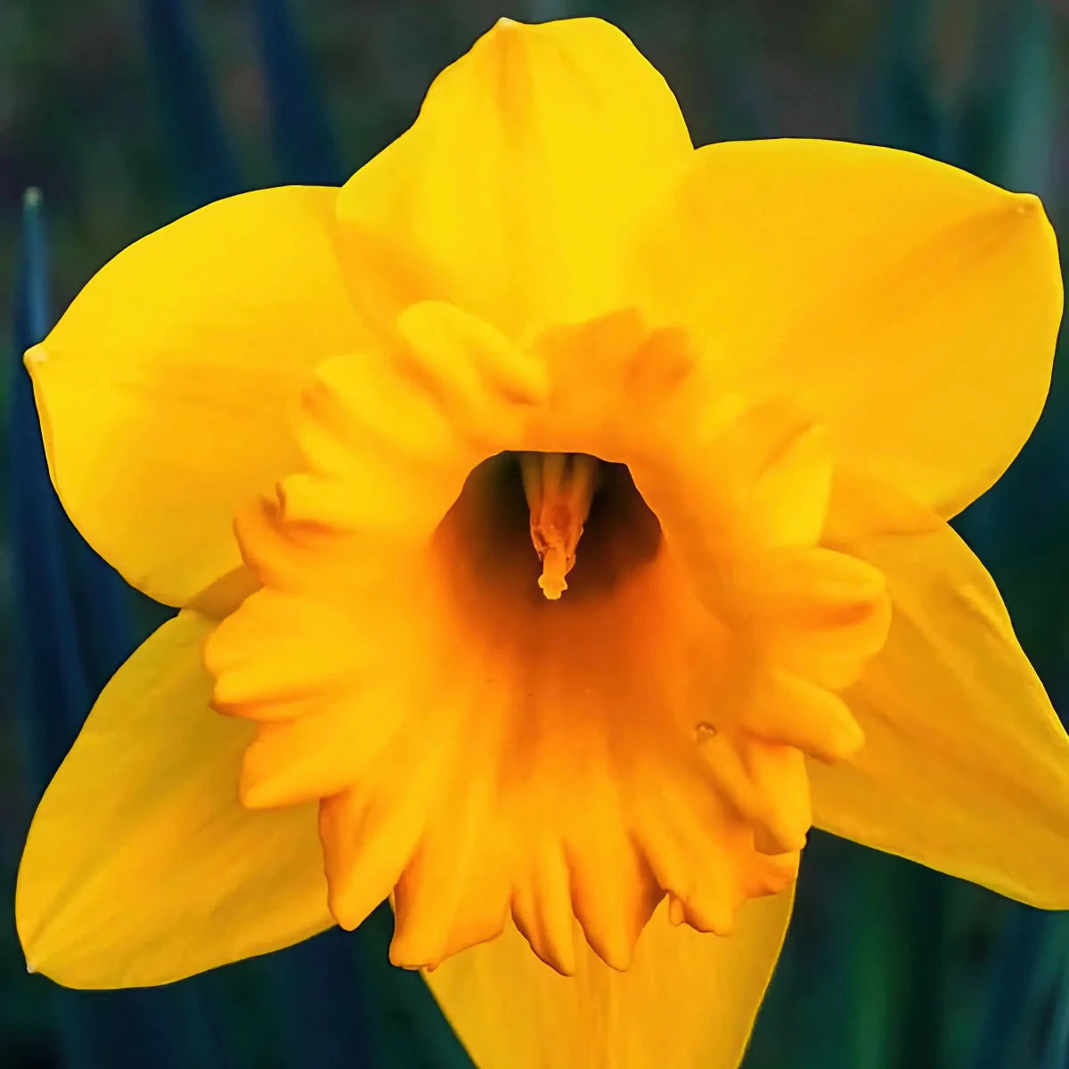 Narcissus 'Dutch Master' (Daffodil) - Harding & Bloom