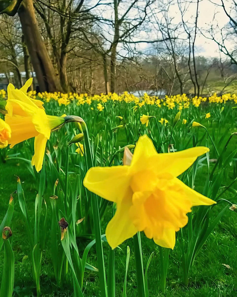 Narcissus 'Dutch Master' (Daffodil) - Harding & Bloom