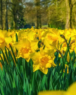 Narcissus 'Dutch Master' (Daffodil) - Harding & Bloom