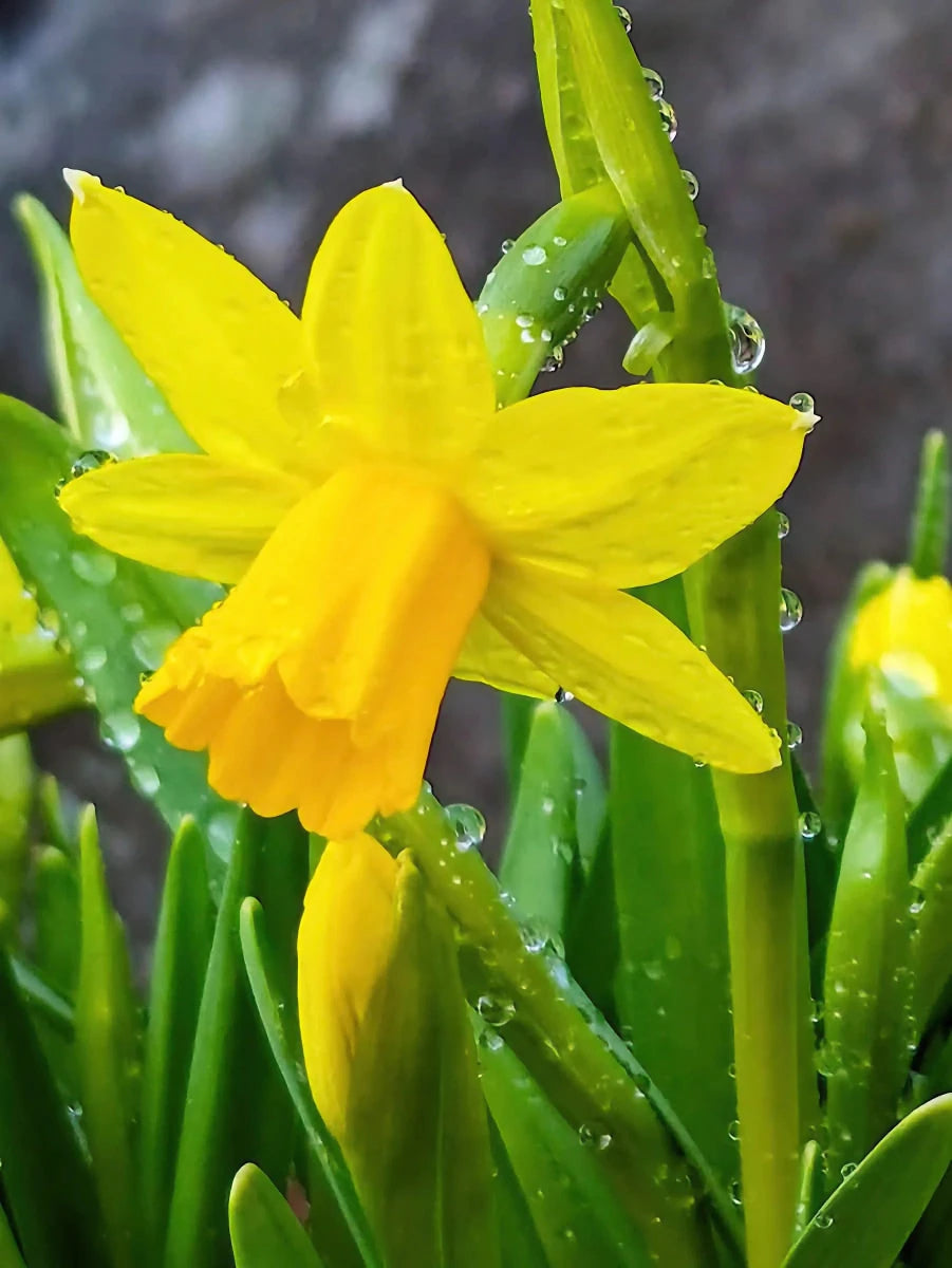 Narcissus 'Carlton' (daffodil) - Harding & Bloom