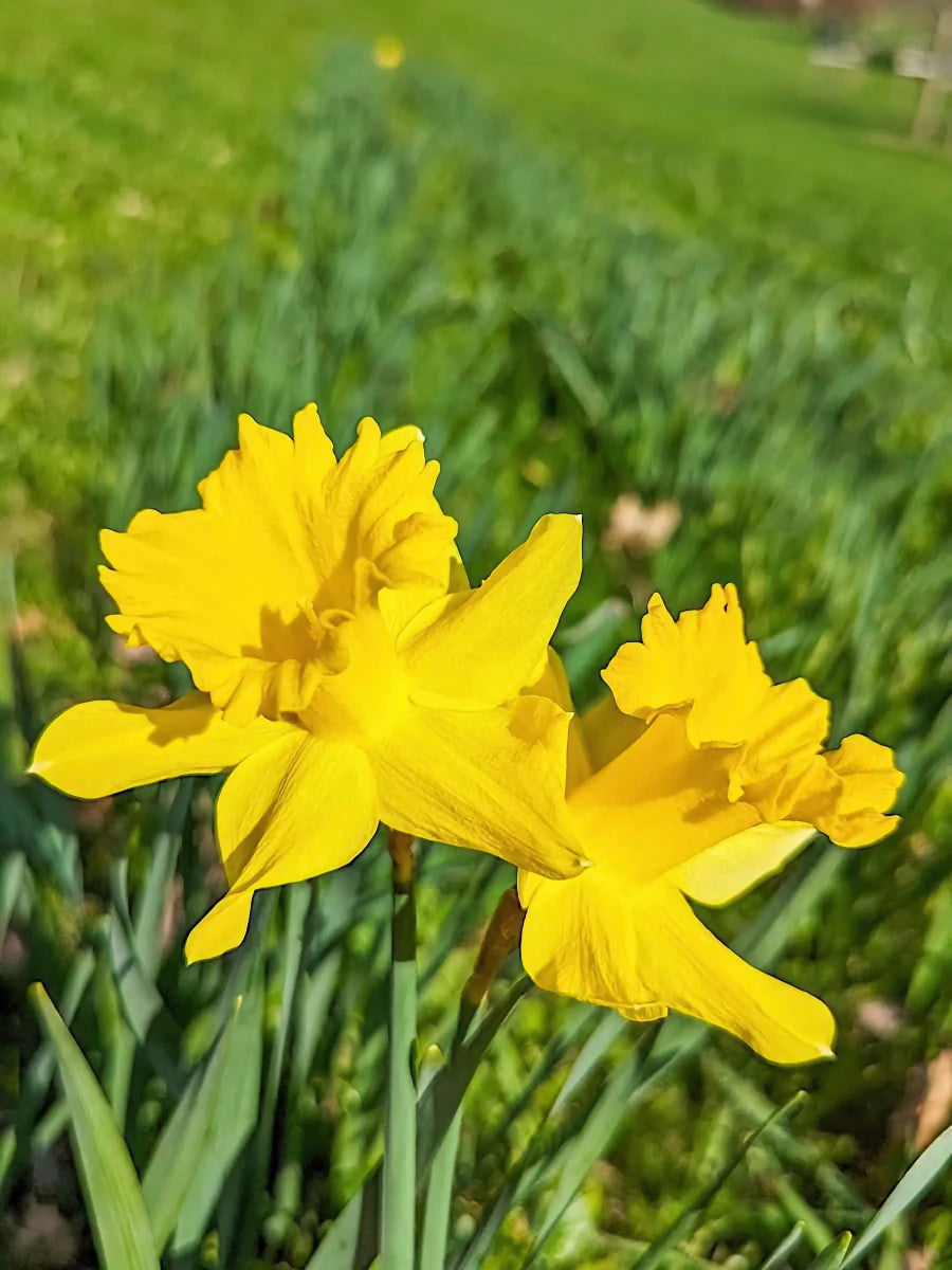 Narcissus 'Carlton' (daffodil) - Harding & Bloom