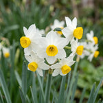 Narcissus 'Canaliculatus' (Daffodil) - Harding & Bloom