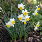 Narcissus 'Canaliculatus' (Daffodil) - Harding & Bloom