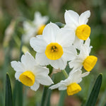 Narcissus 'Canaliculatus' (Daffodil) - Harding & Bloom