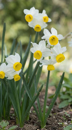 Narcissus 'Canaliculatus' (Daffodil) - Harding & Bloom