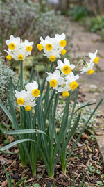 Narcissus 'Canaliculatus' (Daffodil) - Harding & Bloom
