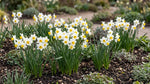 Narcissus 'Canaliculatus' (Daffodil) - Harding & Bloom