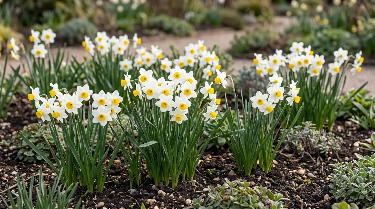 Narcissus 'Canaliculatus' (Daffodil) - Harding & Bloom