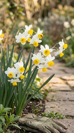 Narcissus 'Canaliculatus' (Daffodil) - Harding & Bloom