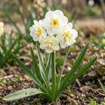 Narcissus 'Bridal Crown' (daffodil) - Harding & Bloom