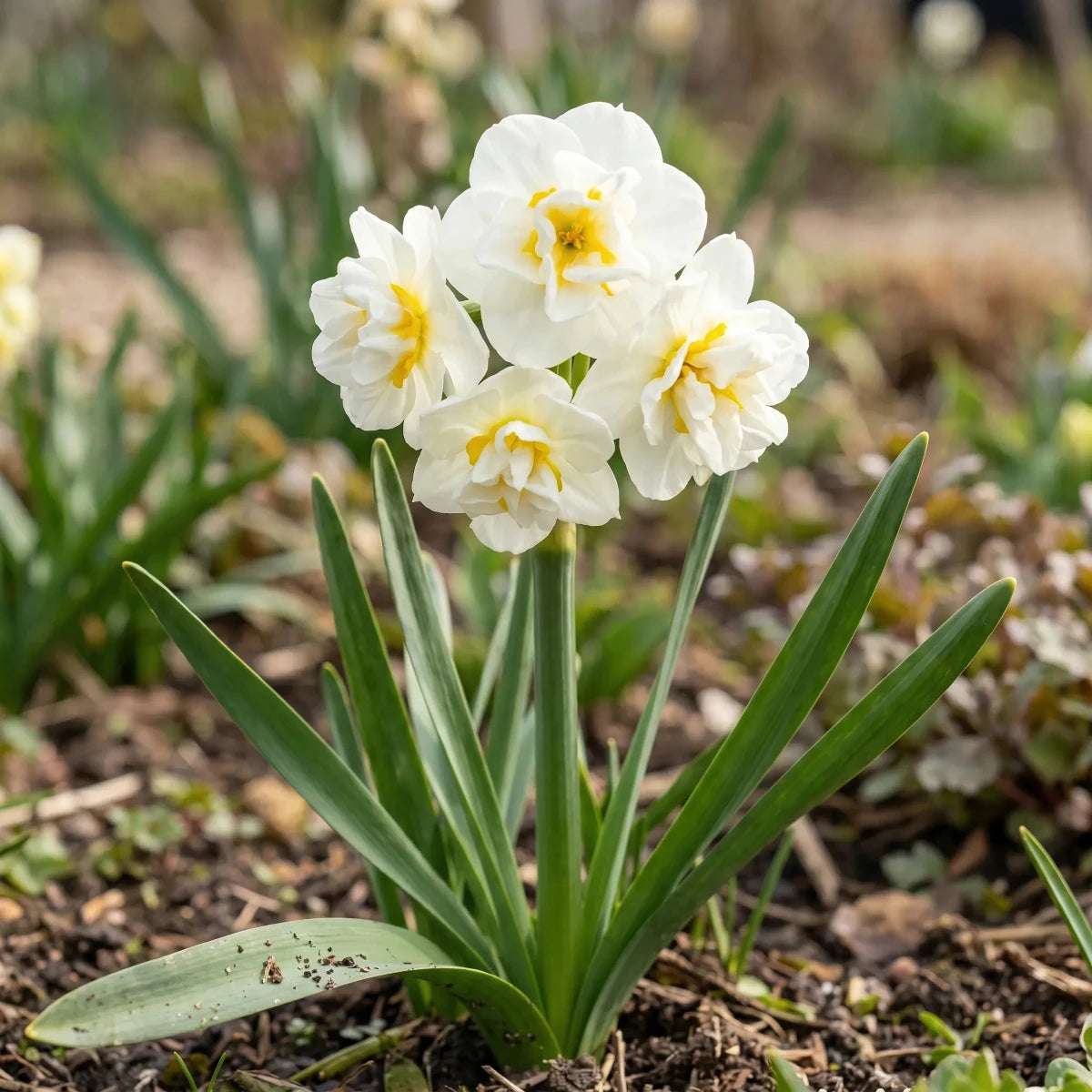 Narcissus 'Bridal Crown' (daffodil) - Harding & Bloom