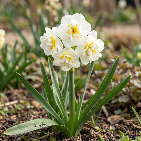 Narcissus 'Bridal Crown' (daffodil) - Harding & Bloom