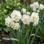 Narcissus 'Bridal Crown' (daffodil) - Harding & Bloom