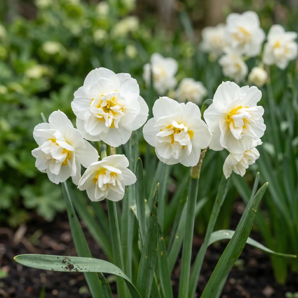 Narcissus 'Bridal Crown' (daffodil) - Harding & Bloom
