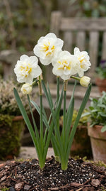 Narcissus 'Bridal Crown' (daffodil) - Harding & Bloom