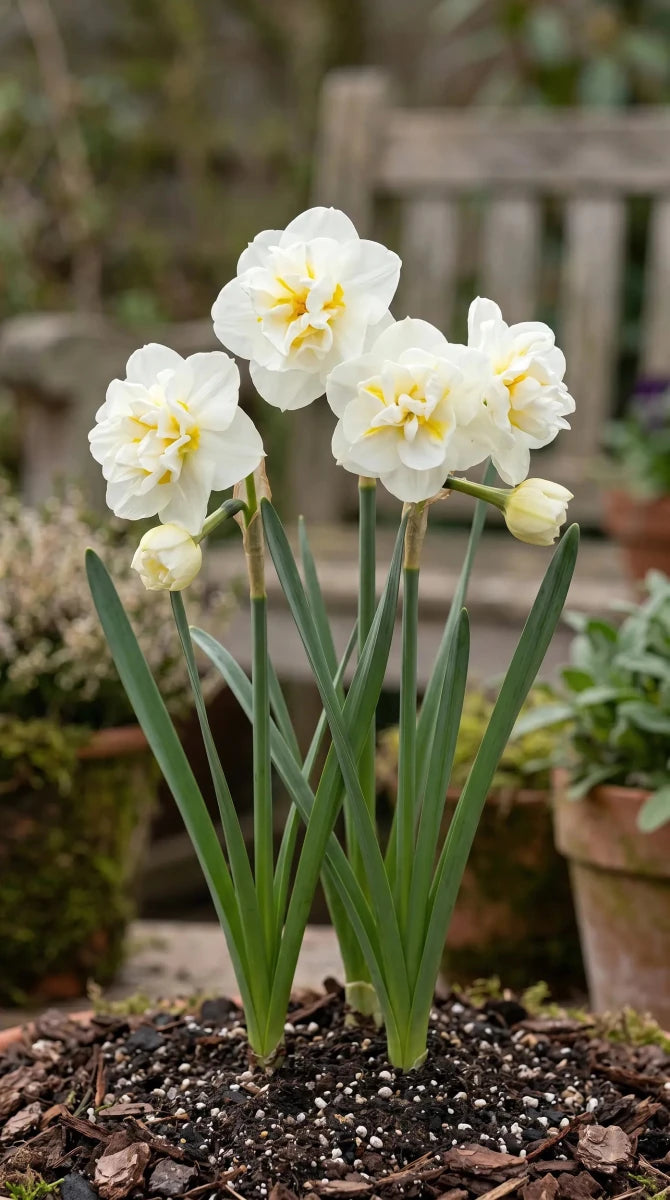 Narcissus 'Bridal Crown' (daffodil) - Harding & Bloom
