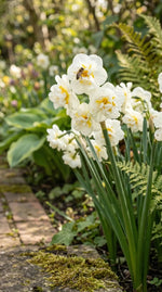 Narcissus 'Bridal Crown' (daffodil) - Harding & Bloom