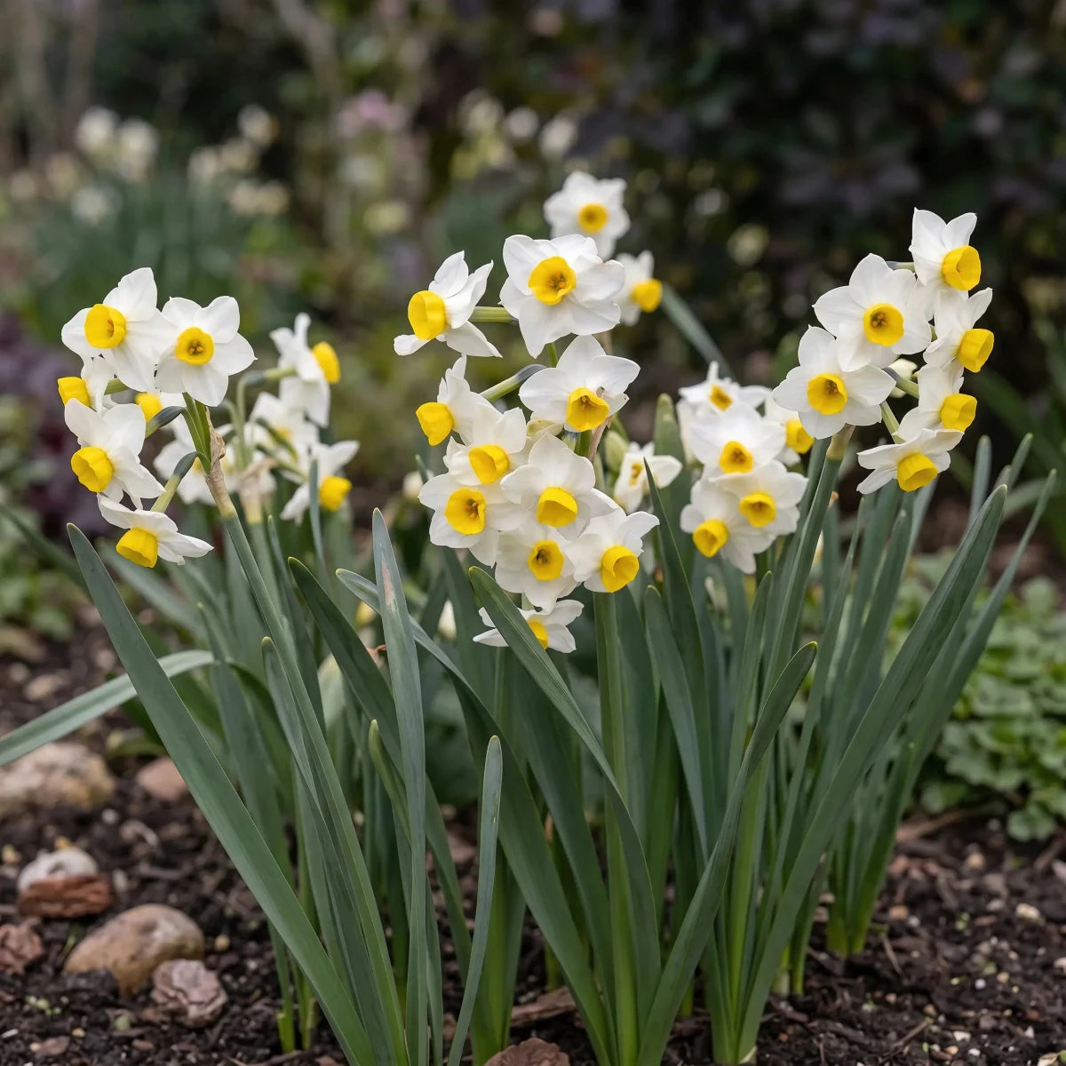 Narcissus 'Avalanche' (daffodil) - Harding & Bloom