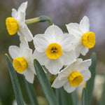Narcissus 'Avalanche' (daffodil) - Harding & Bloom