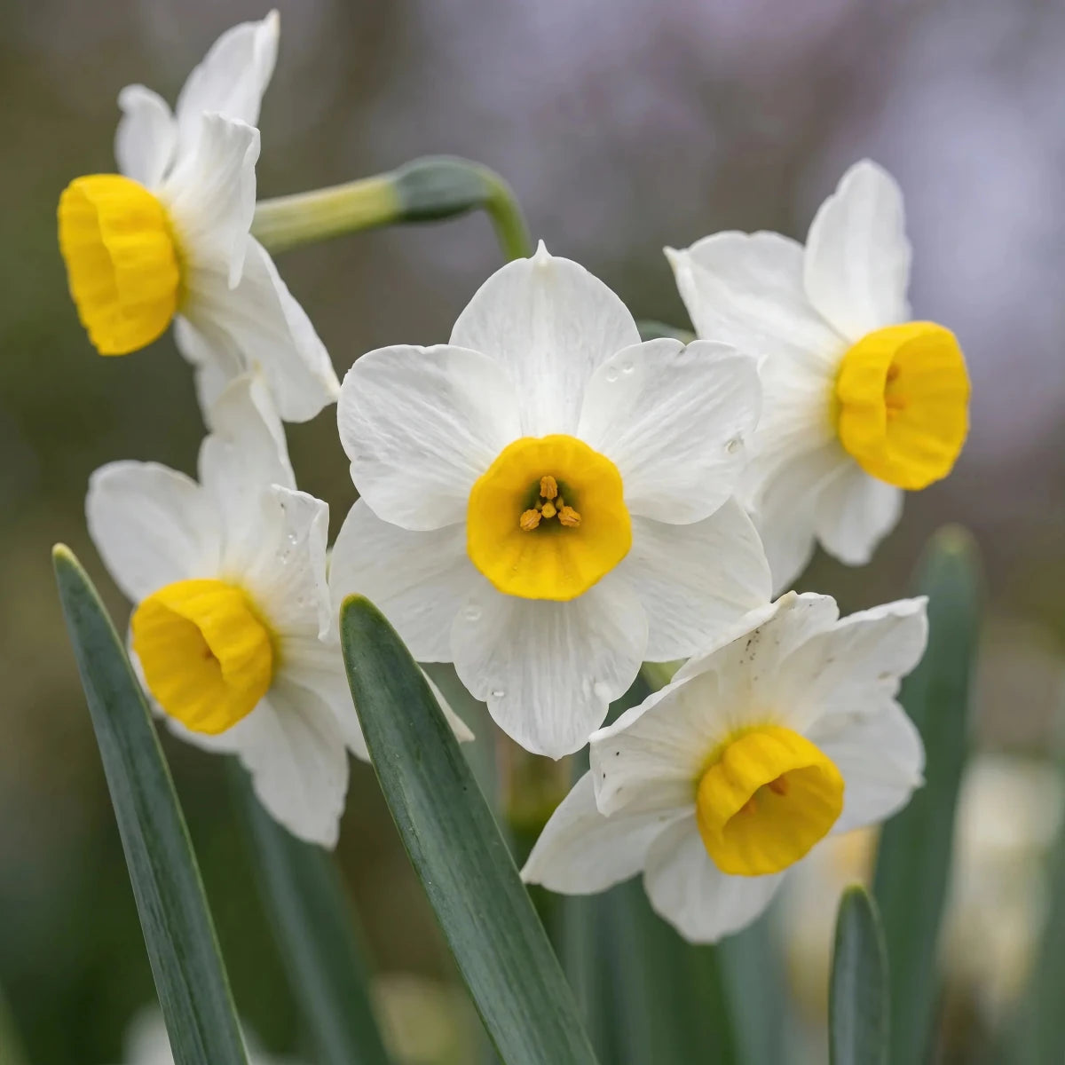 Narcissus 'Avalanche' (daffodil) - Harding & Bloom