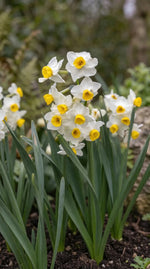 Narcissus 'Avalanche' (daffodil) - Harding & Bloom