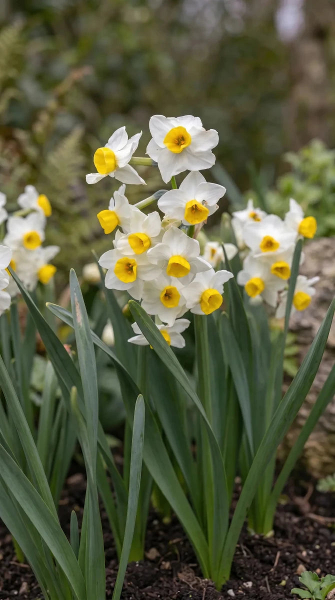 Narcissus 'Avalanche' (daffodil) - Harding & Bloom
