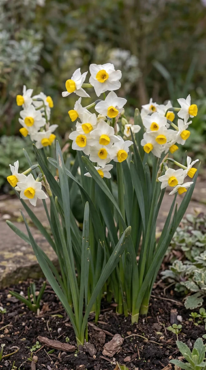 Narcissus 'Avalanche' (daffodil) - Harding & Bloom