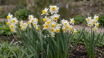 Narcissus 'Avalanche' (daffodil) - Harding & Bloom