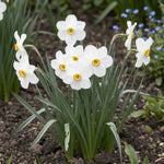 Narcissus 'Actaea Poeticus' - Harding & Bloom