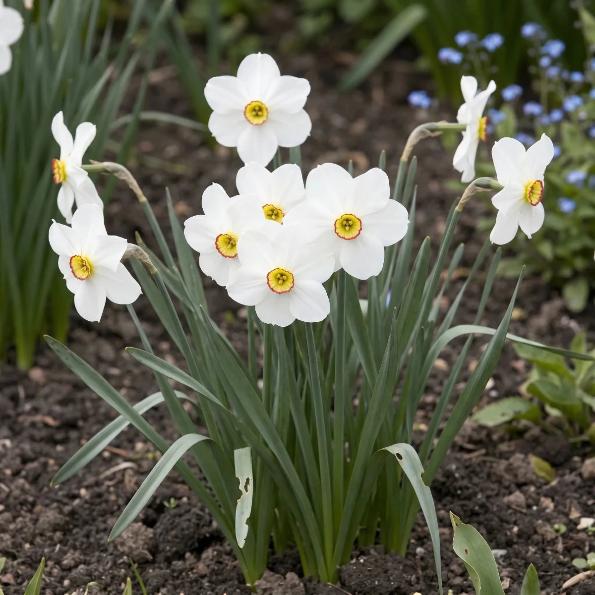 Narcissus 'Actaea Poeticus' - Harding & Bloom