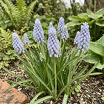 Muscari 'Valerie Finnis' (Grape hyacinth) - Harding & Bloom