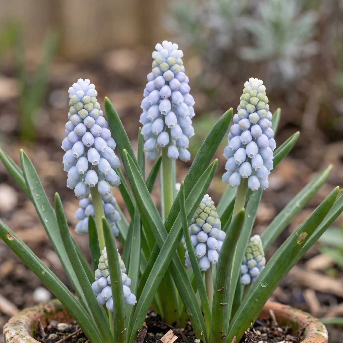 Muscari 'Valerie Finnis' (Grape hyacinth) - Harding & Bloom