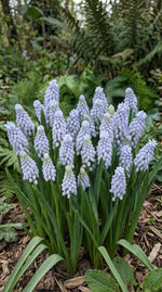 Muscari 'Valerie Finnis' (Grape hyacinth) - Harding & Bloom