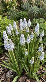 Muscari 'Valerie Finnis' (Grape hyacinth) - Harding & Bloom
