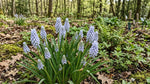 Muscari 'Valerie Finnis' (Grape hyacinth) - Harding & Bloom