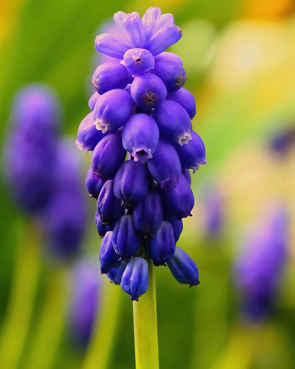 Muscari 'Night Eyes' (grape hyacinth) - Harding & Bloom