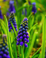 Muscari 'Night Eyes' (grape hyacinth) - Harding & Bloom
