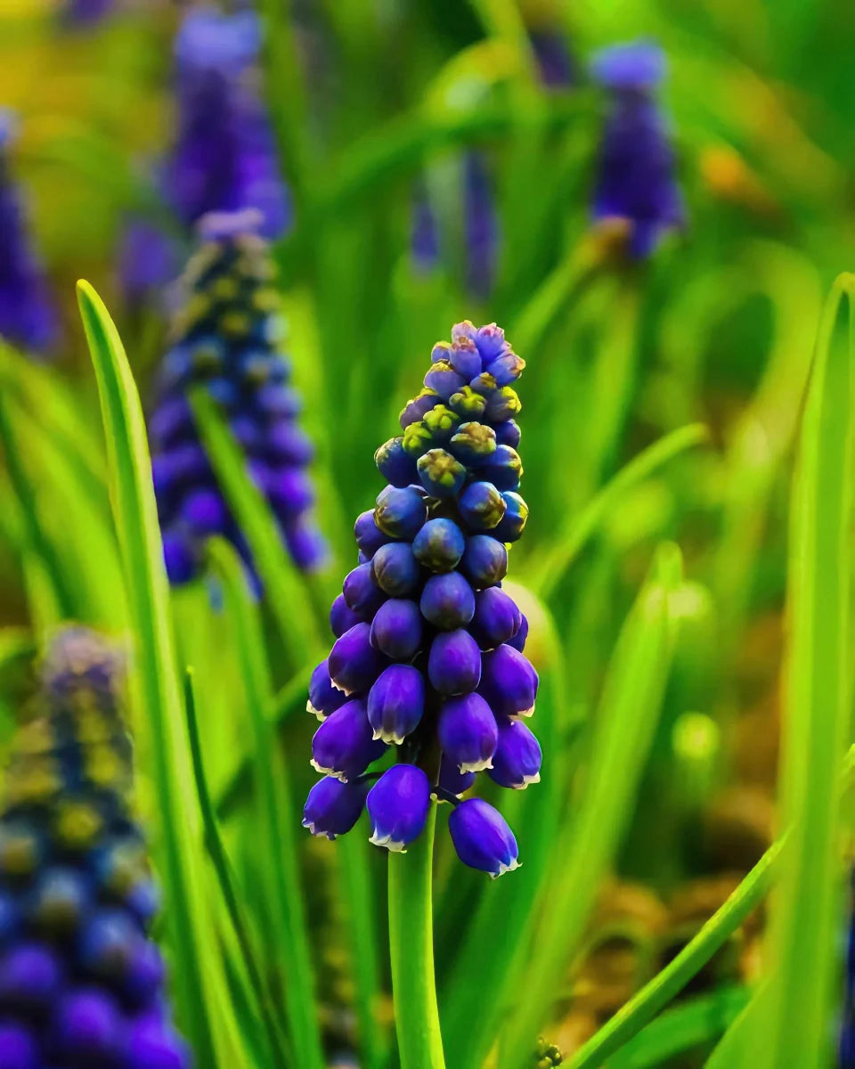 Muscari 'Night Eyes' (grape hyacinth) - Harding & Bloom