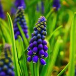 Muscari 'Night Eyes' (grape hyacinth) - Harding & Bloom