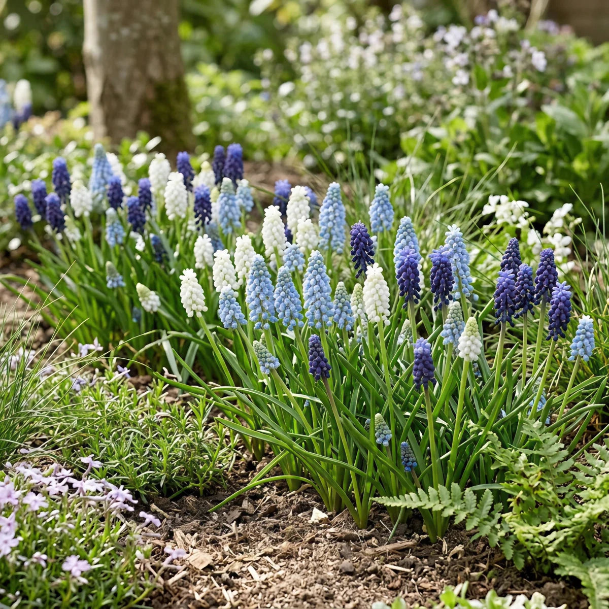 Muscari 'Mixed' - Harding & Bloom